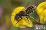 Osmia anthocopoides