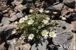 Alpenhoornbloem (Cerastium alpinum)