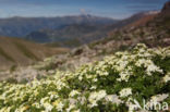 Galium pseudohelveticum