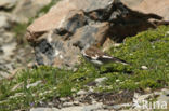 White-winged Snowfinch (Montifringilla nivalis)