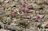 Armeria alpina