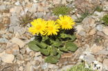 Doronicum grandiflorum