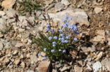 Alpine Forget-me-not (Myosotis alpestris)