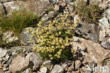 Muskussteenbreek (Saxifraga moschata)