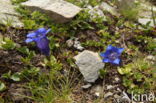 Gentiana alpina