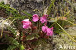 Pedicularis kerneri