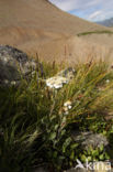 Achillea nana