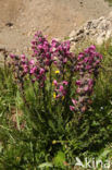 Pedicularis rostratospicata subsp. helvetica