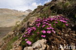 moss campion (Silene acaulis)