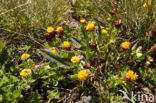 Bruine Alpenklaver (Trifolium badium)