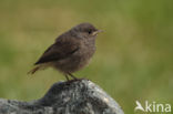 Black Redstart (Phoenicurus ochruros)