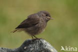 Black Redstart (Phoenicurus ochruros)