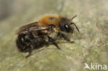 Bosmetselbij (Osmia uncinata)