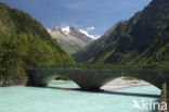 bridge