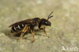 Halictus simplex