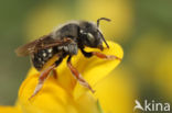 Kleine wolbij (Anthidium punctatum)