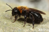 Zwartflankzandbij (Andrena thoracica)