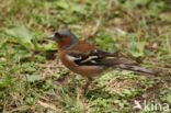 Vink (Fringilla coelebs)