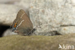 Wegedoornpage (Satyrium spini)