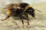 Bombus mendax