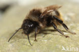 Red-shanked carder bee (Bombus ruderarius)