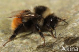 Bombus monticola