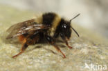 Bombus mendax