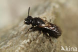 Hylaeus annulatus