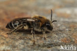 The Northern Colletes (Colletes floralis)