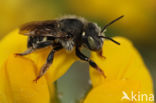Anthidium punctatum