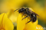 Boommetselbij (Osmia parietina)