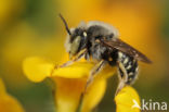 Kleine wolbij (Anthidium punctatum)