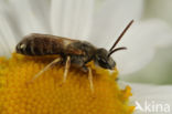 Halictus subauratus