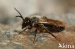 Zwartflankzandbij (Andrena thoracica)