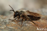 Andrena thoracica