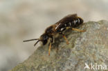 Blokhoofdgroefbij (Halictus maculatus)