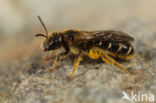 Blokhoofdgroefbij (Halictus maculatus)