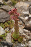 common houseleek (Sempervivum tectorum)