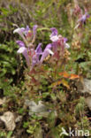 alpine skullcap (Scutellaria alpina)