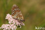 Tweekleurige parelmoervlinder (Melitaea didyma)