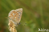 Bleek blauwtje (Polyommatus coridon)