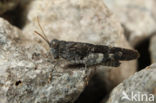 Red-winged Grasshopper (Oedipoda germanica)