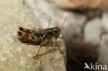 A Spur-throat Grasshopper (Melanoplus frigidus)