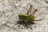 Wart-biter (Decticus verrucivorus)