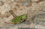 Wart-biter (Decticus verrucivorus)