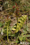 Moonwort (Botrychium lunaria)