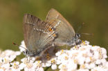 Kleine sleedoornpage (Satyrium acaciae)