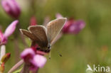 Zwart blauwtje (Aricia eumedon)