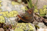 Common Brassy Ringlet (Erebia cassioides)