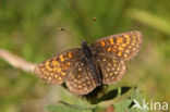 False Heath Fritillary (Melitaea diamina)